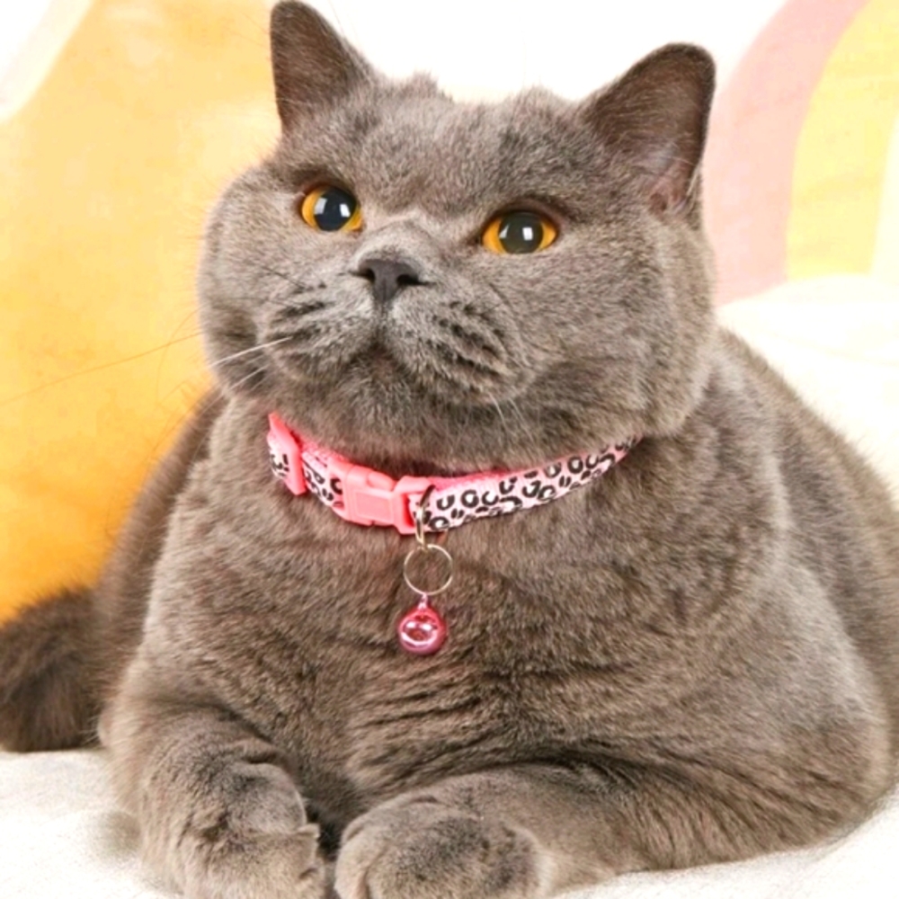 Cat collar - Picture 6 of 6